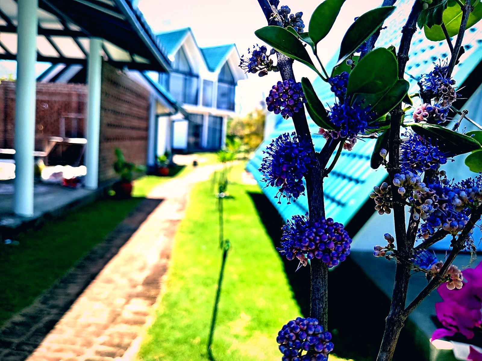 Garden path through the villas