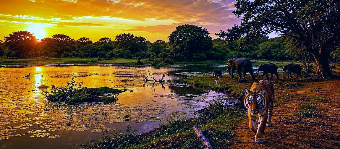 Kumana National Park wetlands at golden hour