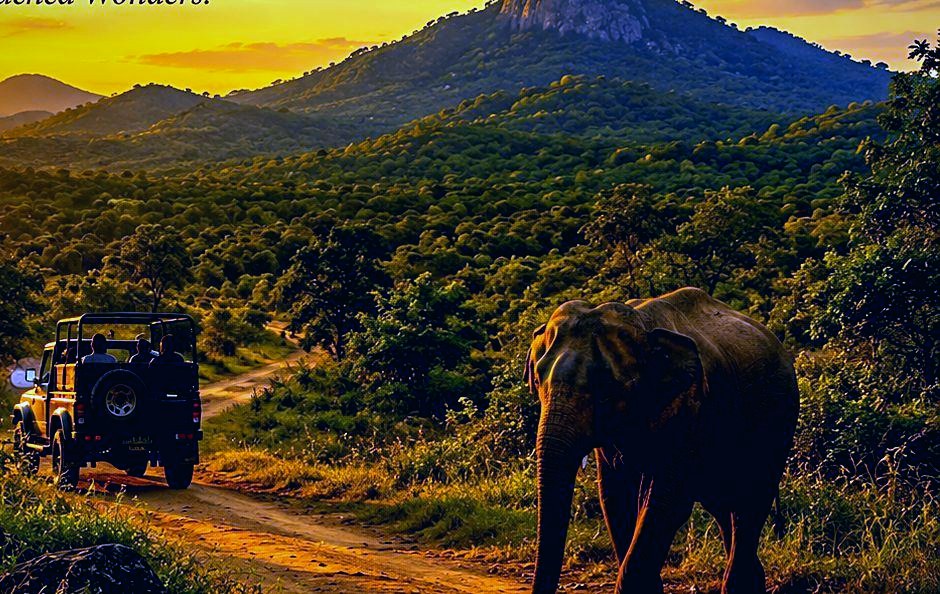 Elephant watching, Arugam Bay